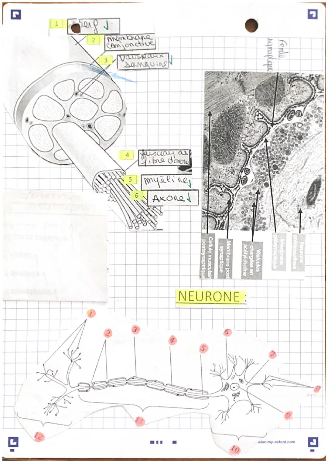 د

merovo I mex,
épinière

2
3
4
5
6
7
8
9
10
11
12

corps calleux
ventricules
hypothalamus
hypophyse
pont de Varole
bulbe rachidien
moelle 