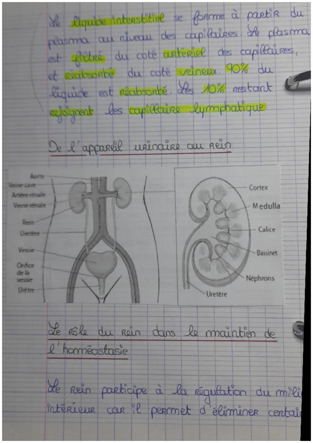 Chapitre 1. Le milieu intérieur et sa Régulat-
ion
Millieu interieur et compartiment liquidien
eau Représente 60% de la masse corporelle
d'u