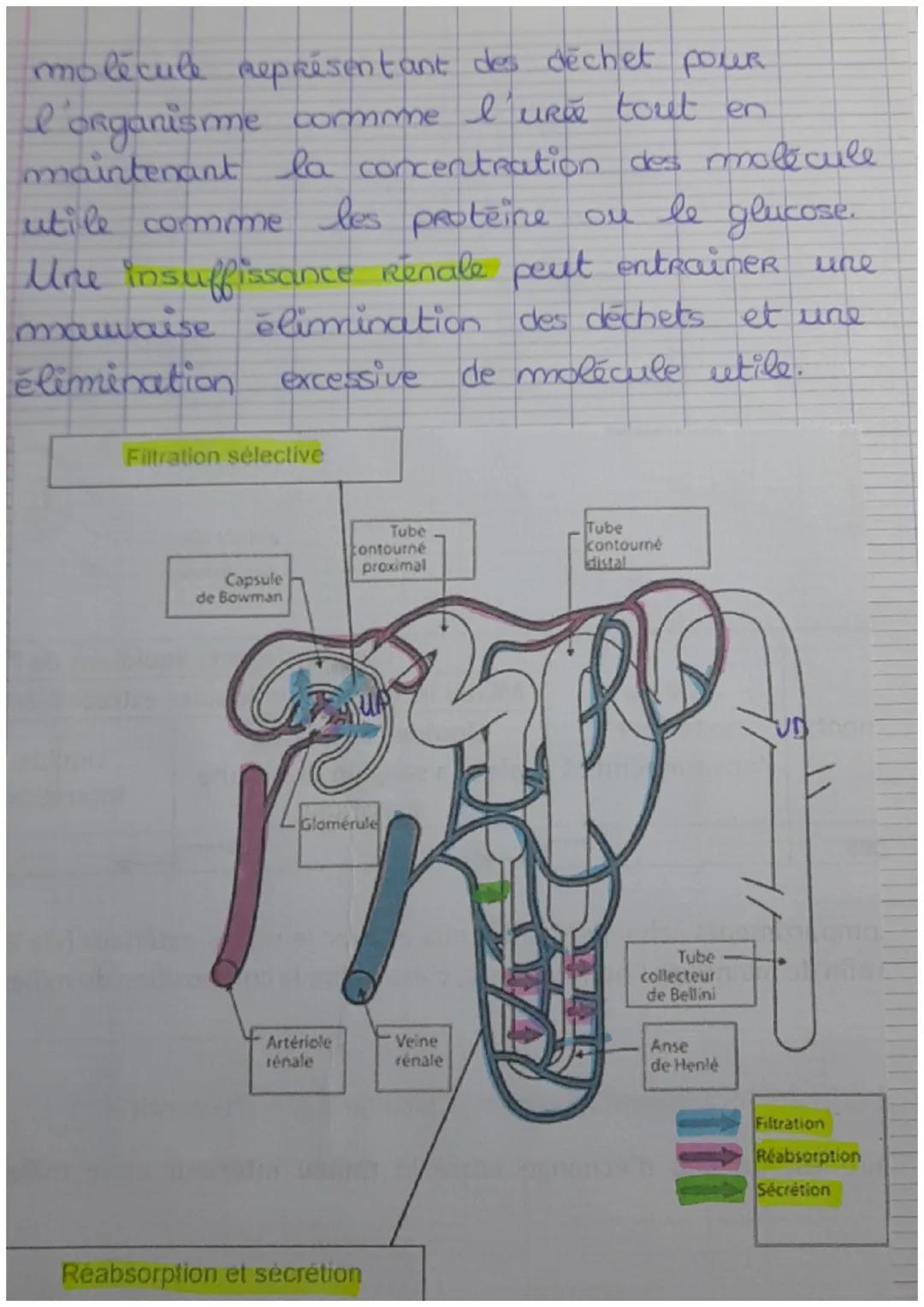Chapitre 1. Le milieu intérieur et sa Régulat-
ion
Millieu interieur et compartiment liquidien
eau Représente 60% de la masse corporelle
d'u