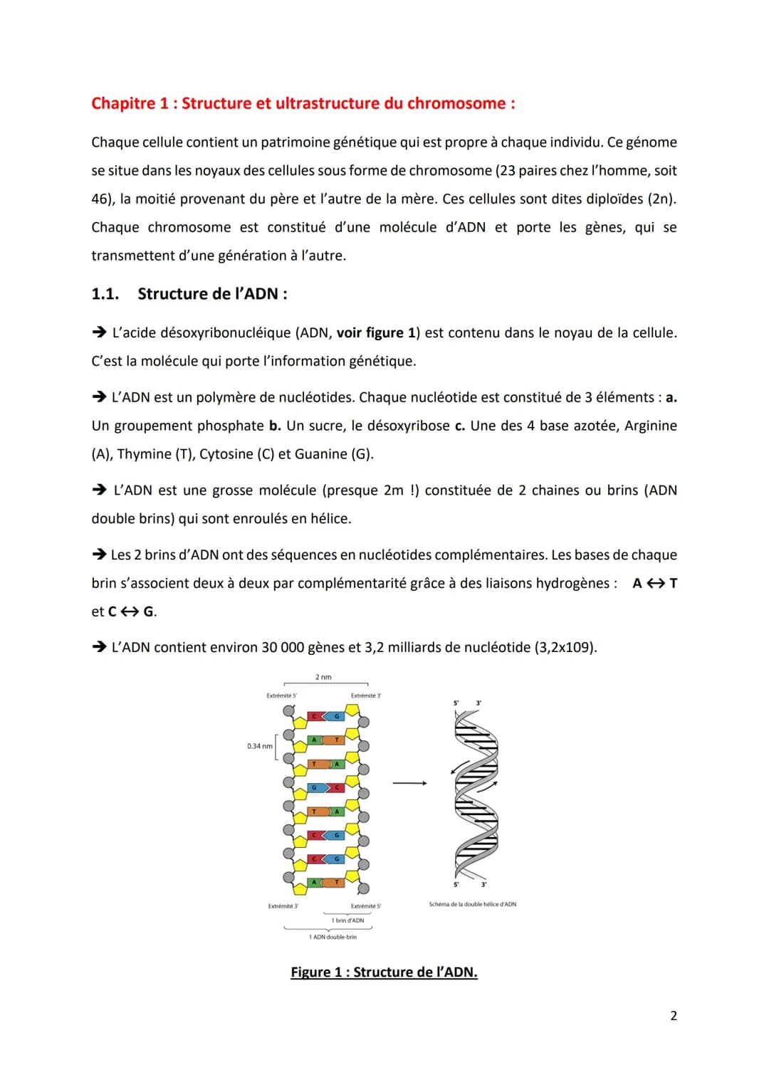 PARTIE 4: L'information génétique et son expression
Chapitre 1 : Structure et ultrastructure du chromosome :
1.1. Structure de l'ADN
1.2. De
