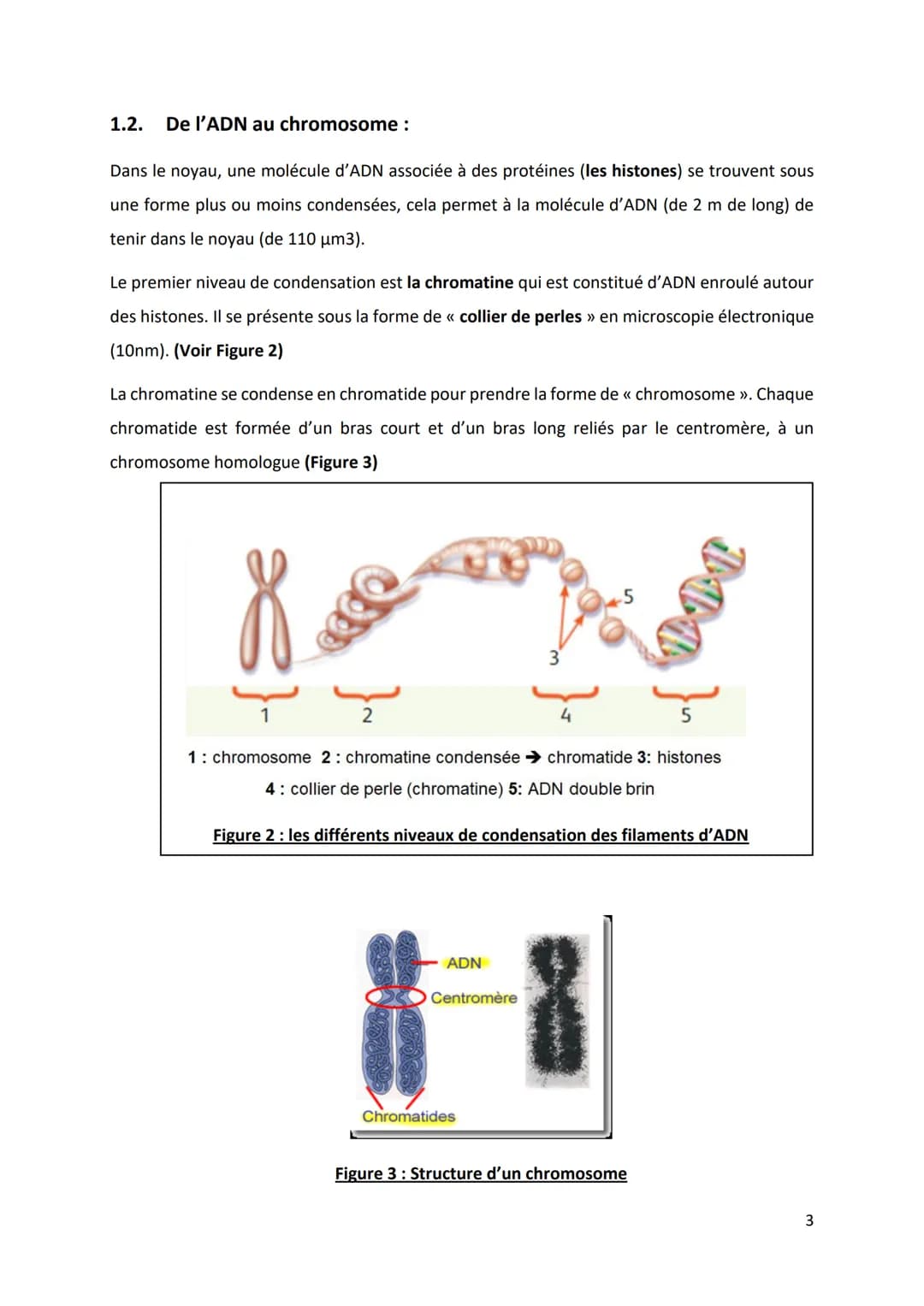 PARTIE 4: L'information génétique et son expression
Chapitre 1 : Structure et ultrastructure du chromosome :
1.1. Structure de l'ADN
1.2. De