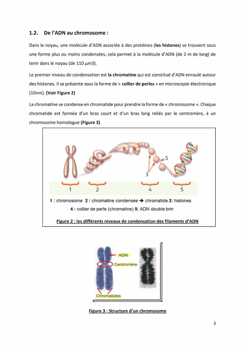 PARTIE 4: L'information génétique et son expression
Chapitre 1 : Structure et ultrastructure du chromosome :
1.1. Structure de l'ADN
1.2. De