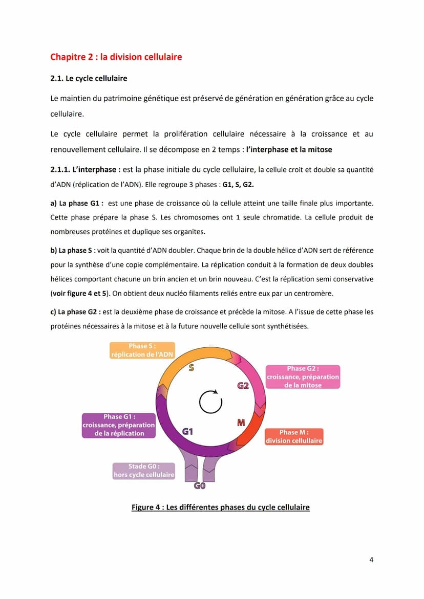 PARTIE 4: L'information génétique et son expression
Chapitre 1 : Structure et ultrastructure du chromosome :
1.1. Structure de l'ADN
1.2. De