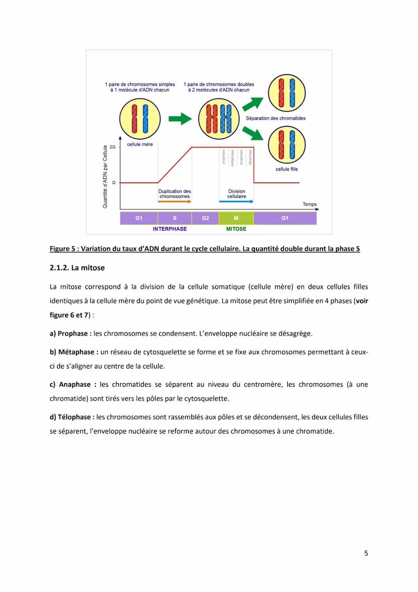 PARTIE 4: L'information génétique et son expression
Chapitre 1 : Structure et ultrastructure du chromosome :
1.1. Structure de l'ADN
1.2. De