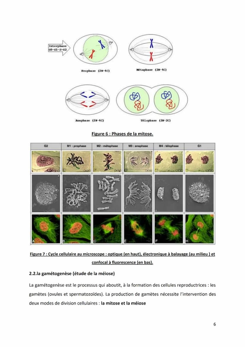 PARTIE 4: L'information génétique et son expression
Chapitre 1 : Structure et ultrastructure du chromosome :
1.1. Structure de l'ADN
1.2. De