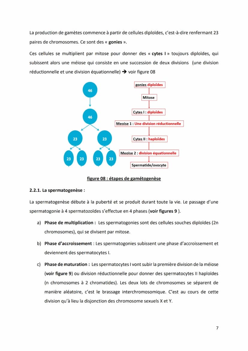 PARTIE 4: L'information génétique et son expression
Chapitre 1 : Structure et ultrastructure du chromosome :
1.1. Structure de l'ADN
1.2. De