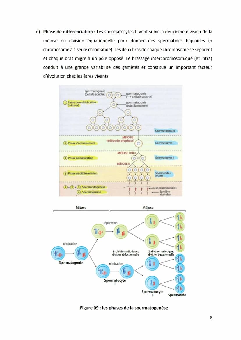 PARTIE 4: L'information génétique et son expression
Chapitre 1 : Structure et ultrastructure du chromosome :
1.1. Structure de l'ADN
1.2. De