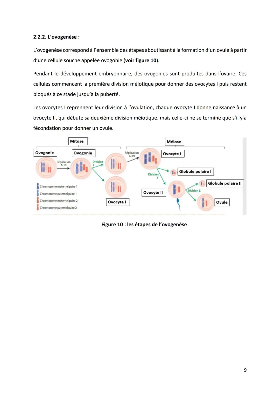 PARTIE 4: L'information génétique et son expression
Chapitre 1 : Structure et ultrastructure du chromosome :
1.1. Structure de l'ADN
1.2. De