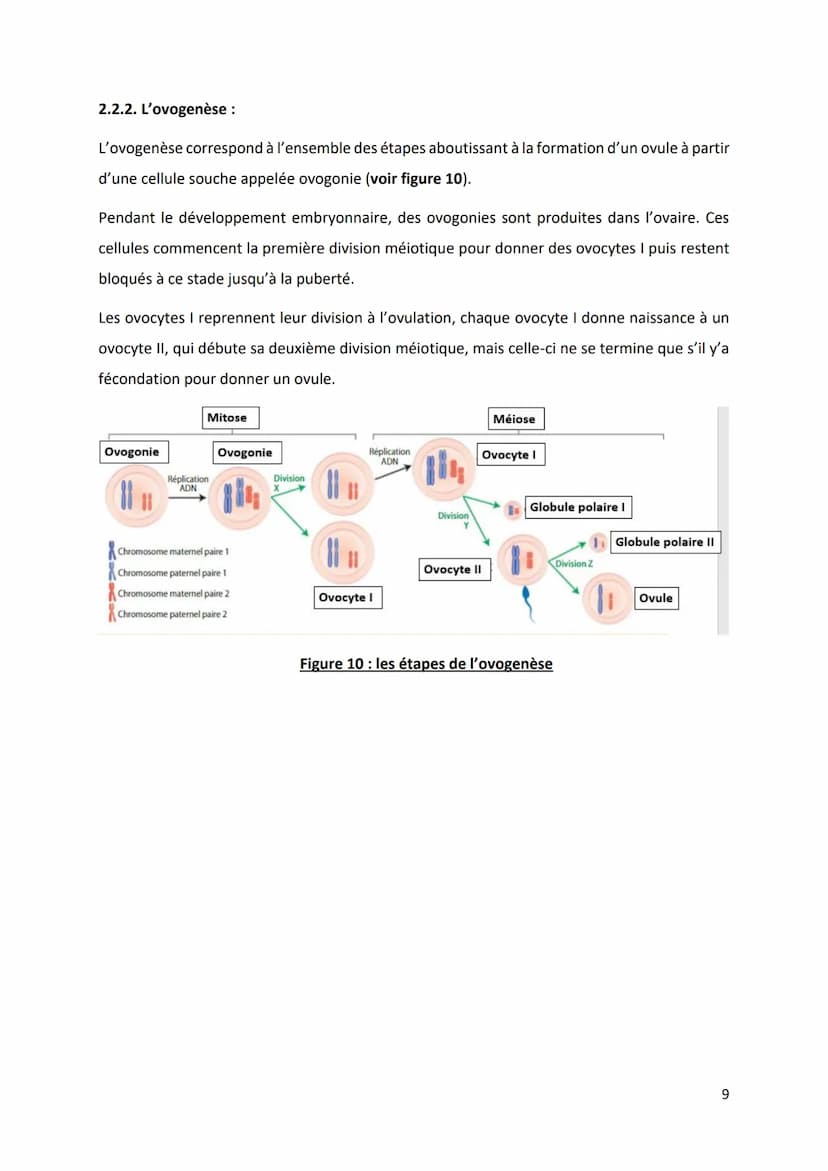 PARTIE 4: L'information génétique et son expression
Chapitre 1 : Structure et ultrastructure du chromosome :
1.1. Structure de l'ADN
1.2. De