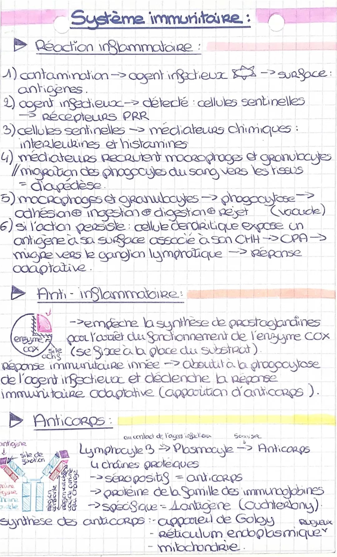 le système immunitaire