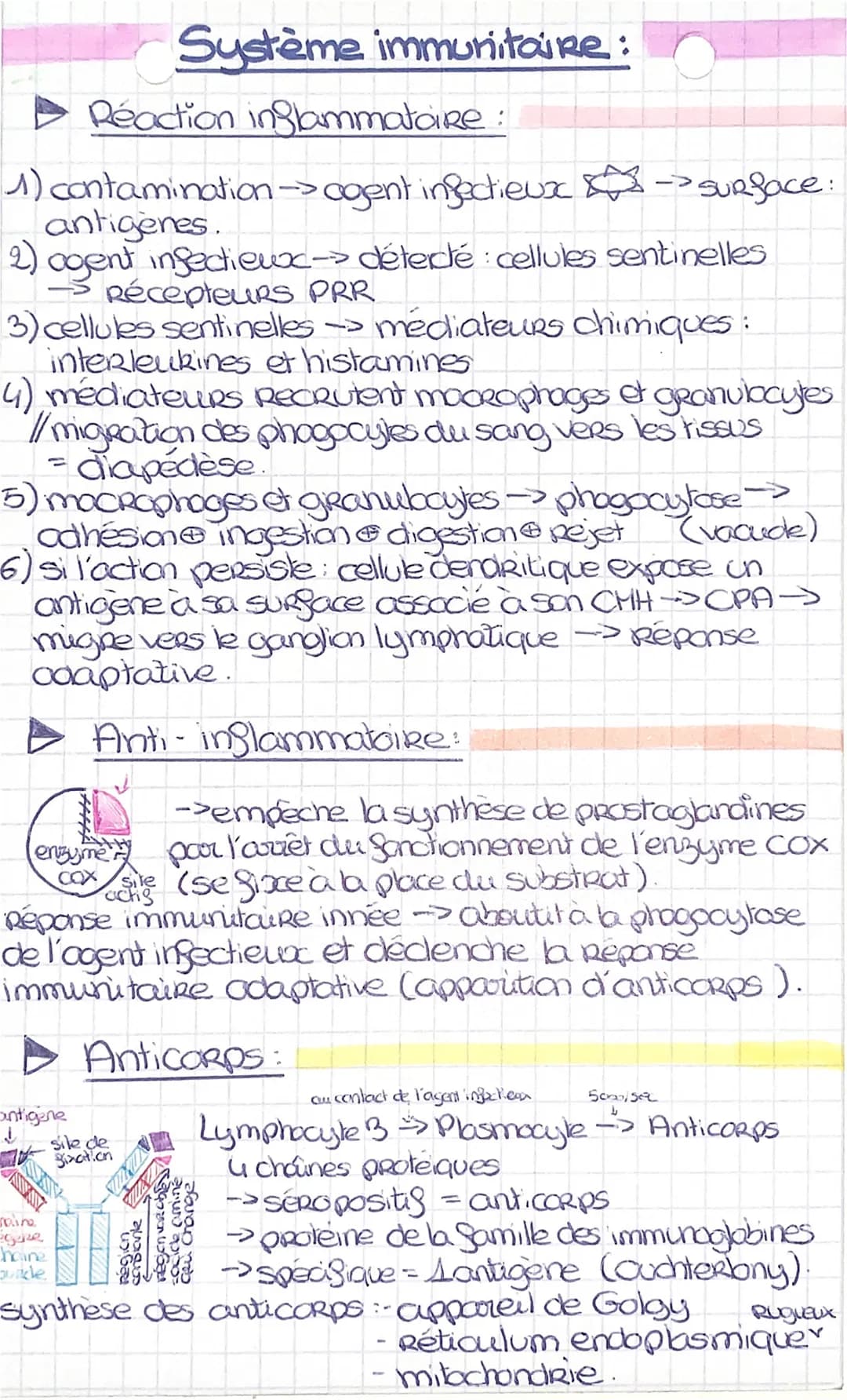 Réaction inflammatoire :
1) contamination →>agent infectieux-surface:
antigenes.
2) agent infectieux-> détecté : cellules sentinelles
- Réce