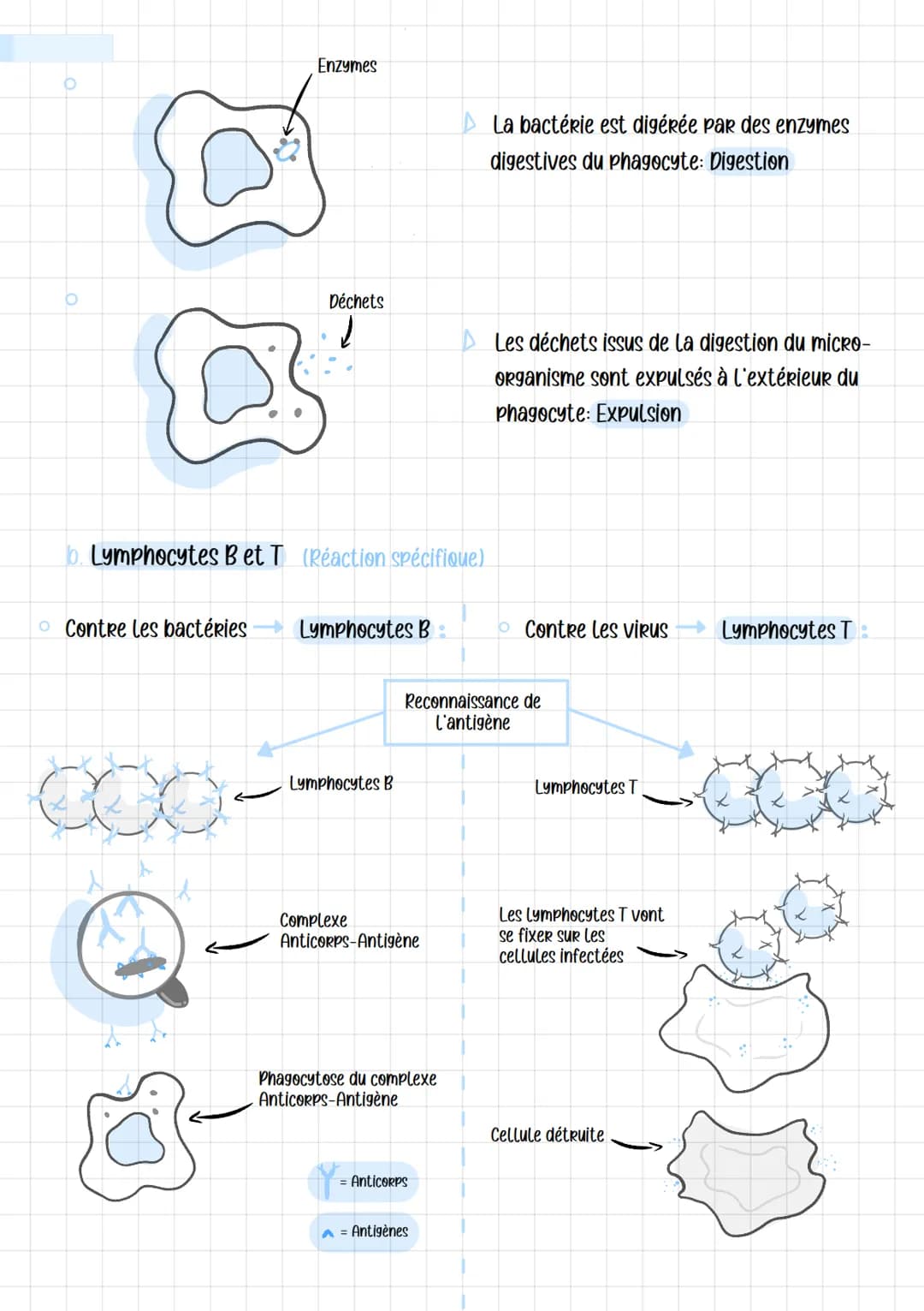 O
4. REACTIONS DE L'ORGANISME
a. La phagocytose (Réaction non-spécifique)
Introduction
LORS d'une infection, l'entrée d'éléments étrangers à