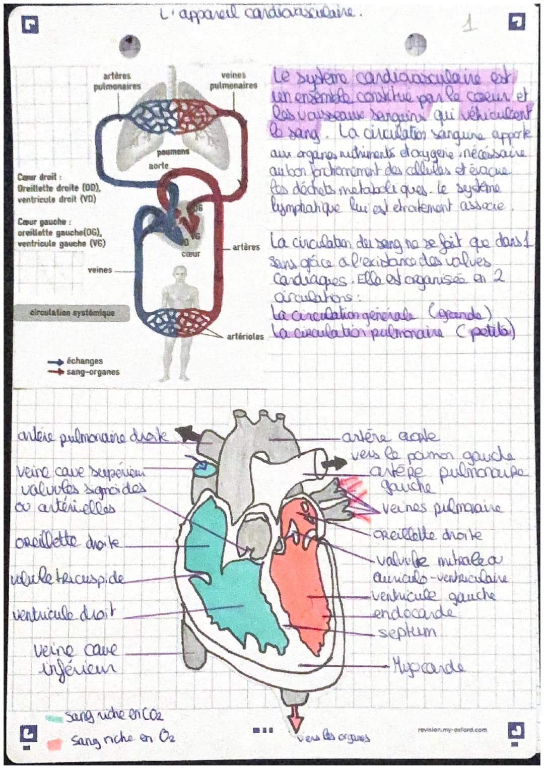 L
artères
pulmonaires
Cœur droit:
Oreillette droite (OD),
ventricule droit (VD)
Caur gauche:
oreillette gauche(OG),
ventricule gauche (VG)
v
