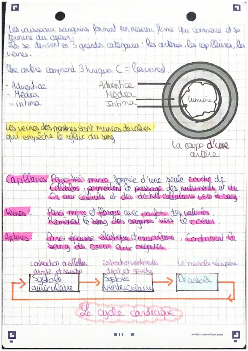 L
artères
pulmonaires
Cœur droit:
Oreillette droite (OD),
ventricule droit (VD)
Caur gauche:
oreillette gauche(OG),
ventricule gauche (VG)
v