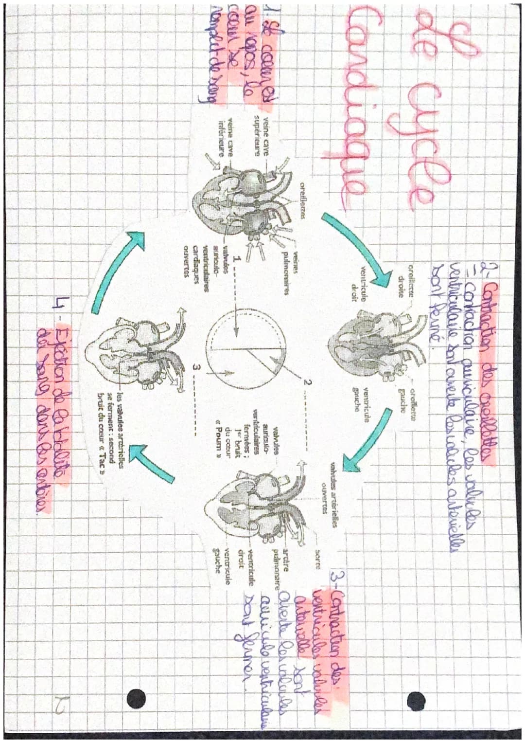 L
artères
pulmonaires
Cœur droit:
Oreillette droite (OD),
ventricule droit (VD)
Caur gauche:
oreillette gauche(OG),
ventricule gauche (VG)
v