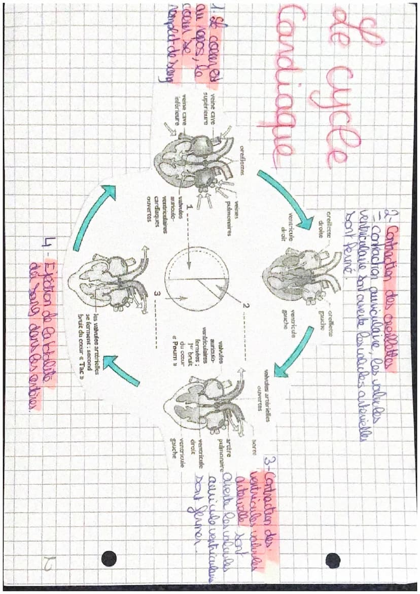 L
artères
pulmonaires
Cœur droit:
Oreillette droite (OD),
ventricule droit (VD)
Caur gauche:
oreillette gauche(OG),
ventricule gauche (VG)
v