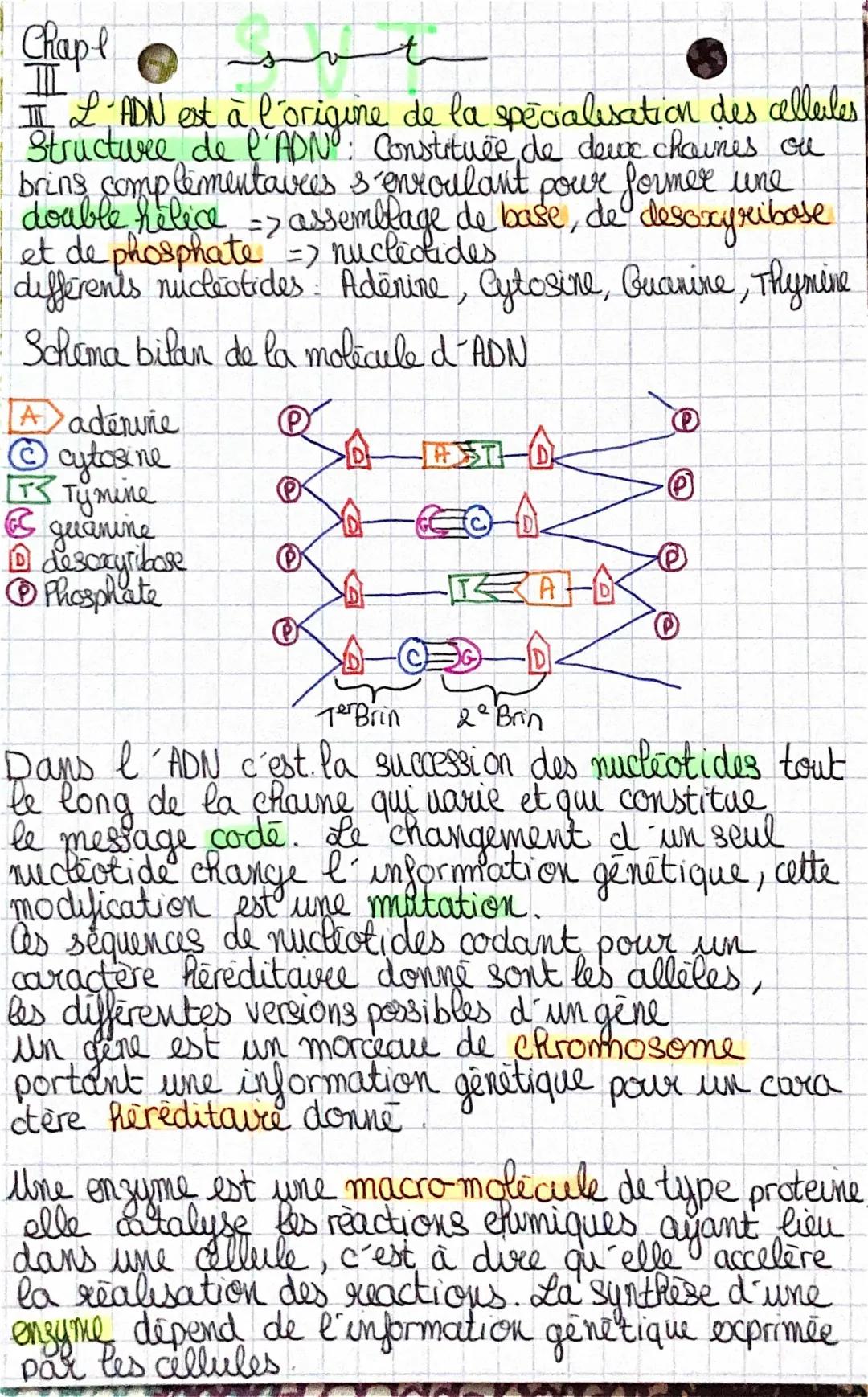 adn et spécialisation des cellules 
