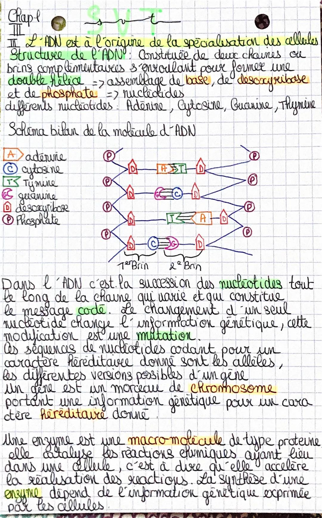 to
Chap I
IL
II. L'ADN est à l'origine de la specialisation des cellules
Structure de l'ADN: Constituée, de deux chaines ou
bring complement