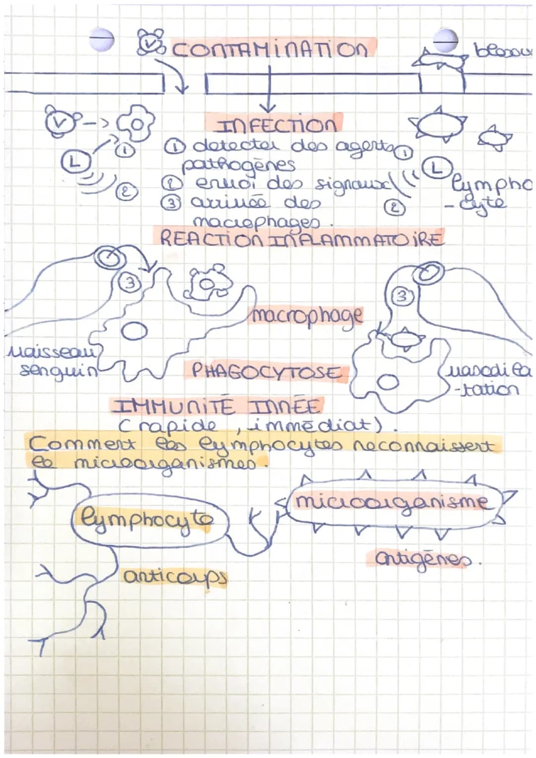 Science et wie de la terre.
Theme 3: Corps Rumain et sonte
Chap 1
Le système immunitaire
Les différents agents pathogenes.
Peau :
2
bacterie