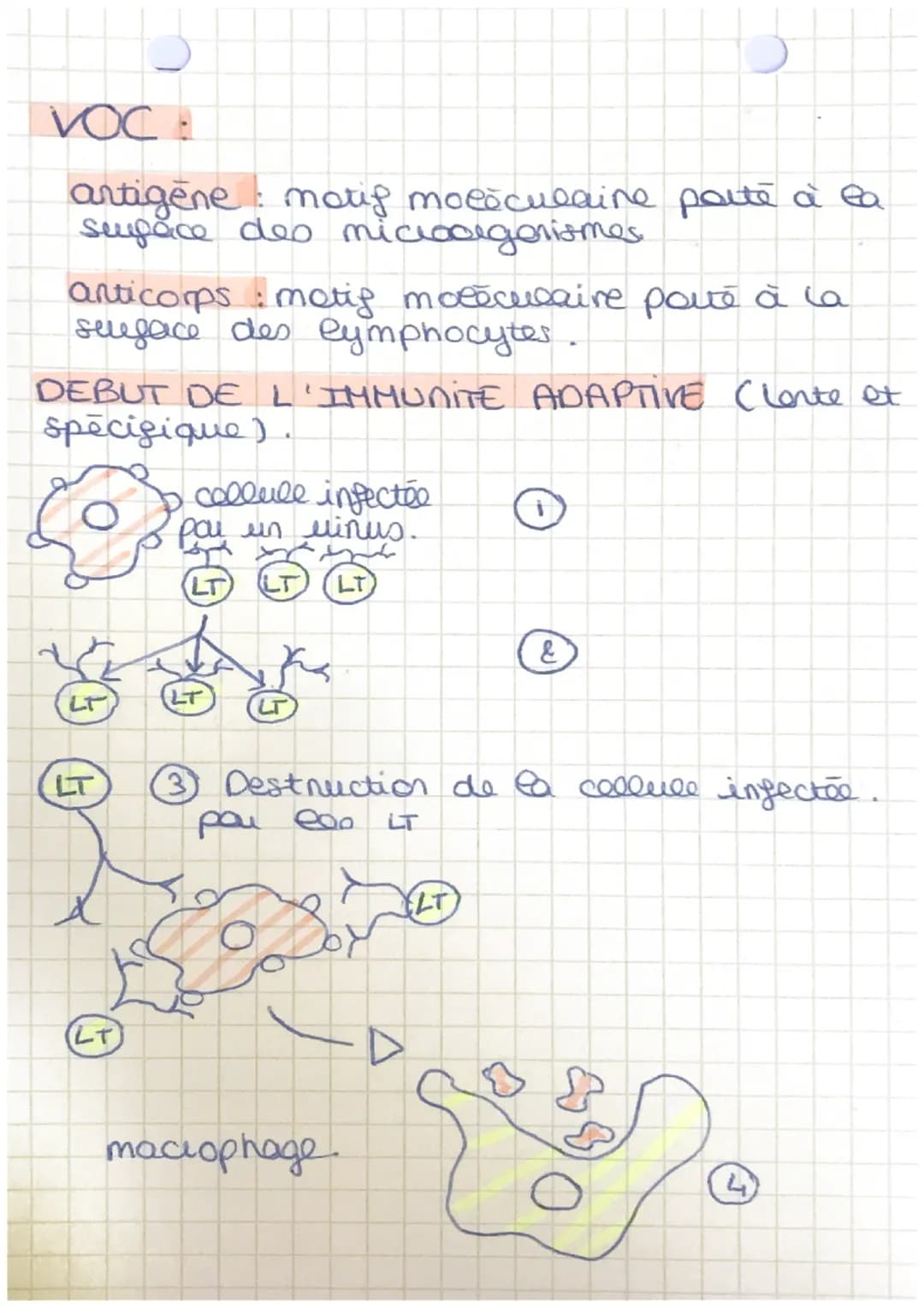 Science et wie de la terre.
Theme 3: Corps Rumain et sonte
Chap 1
Le système immunitaire
Les différents agents pathogenes.
Peau :
2
bacterie