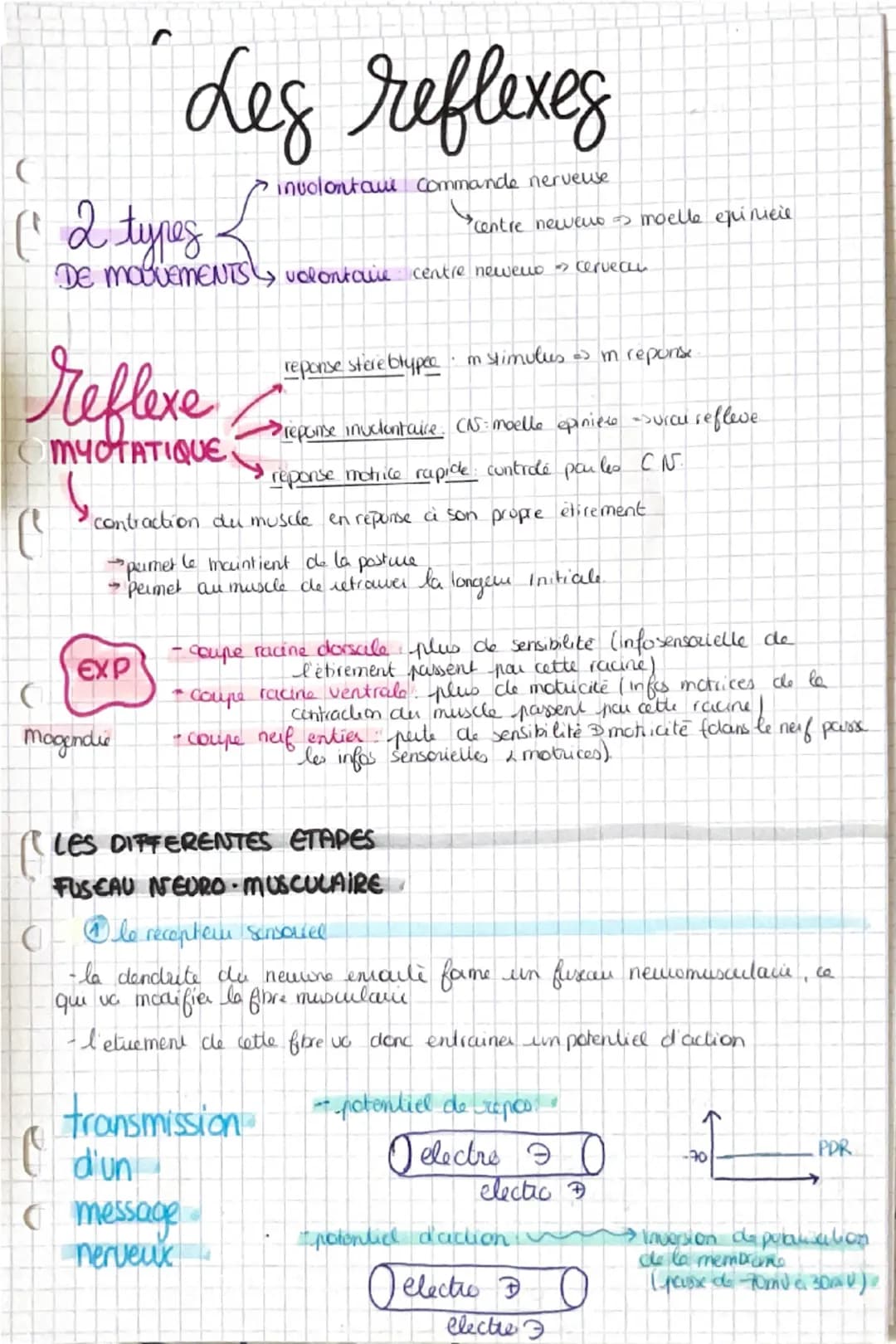 Les reflexes
(" 2 types
involontair commande nerveuse
centre newer moelle epinicie
DE MOUVEMENTS, volontaire centre newer
reflexe
MYOTATIQUE