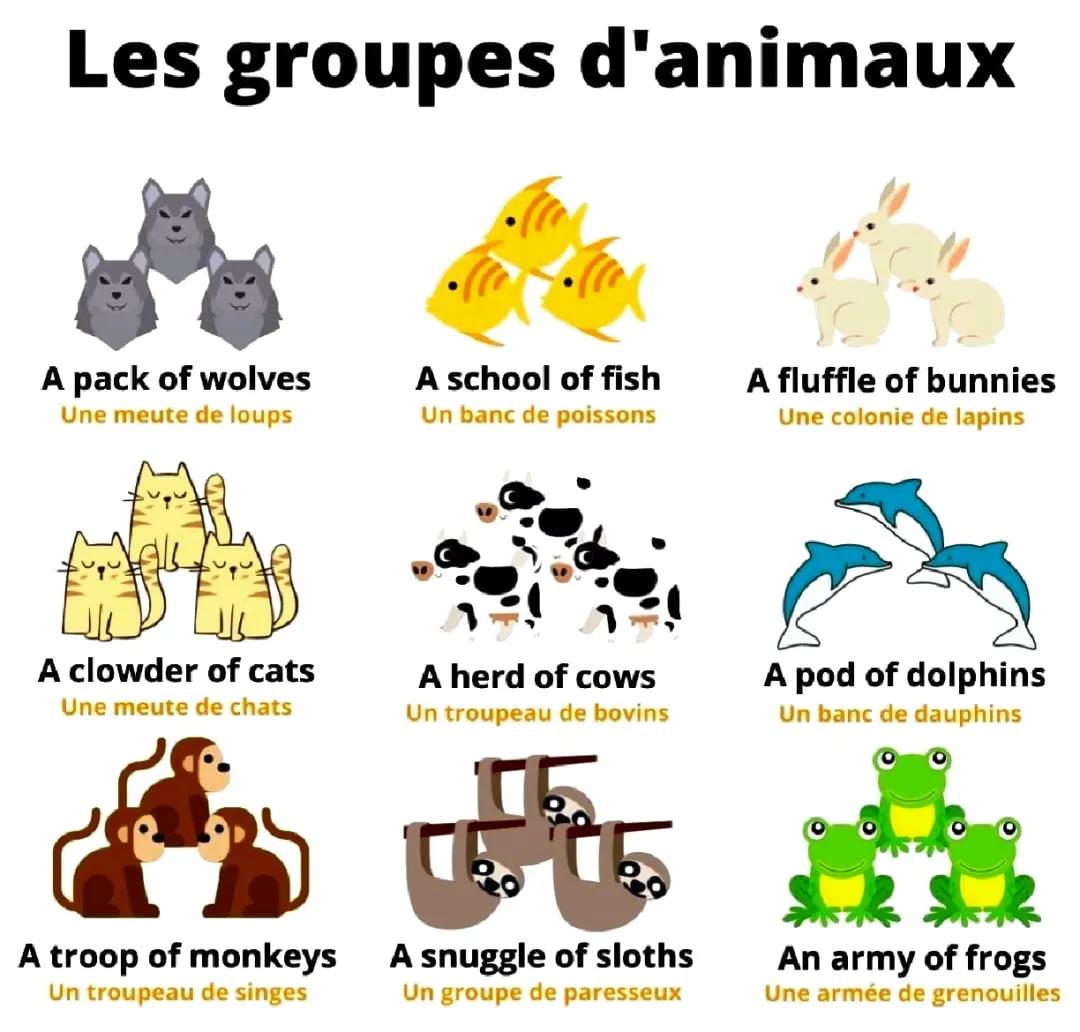 Liste des Animaux en Anglais PDF : Découvre, Apprends et Joue