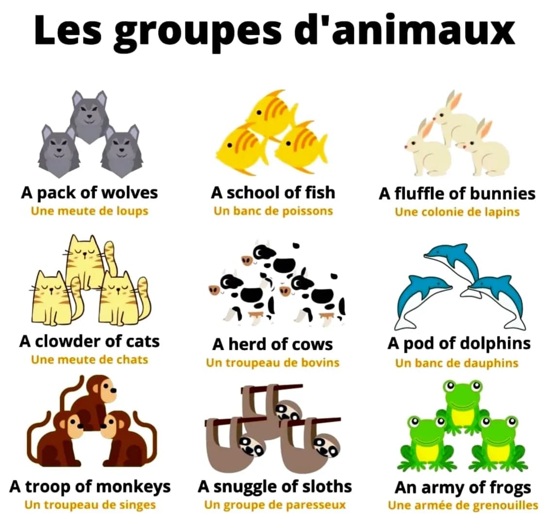 Les groupes d'animaux
A pack of wolves
Une meute de loups
A clowder of cats
Une meute de chats
A troop of monkeys
Un troupeau de singes
A sc