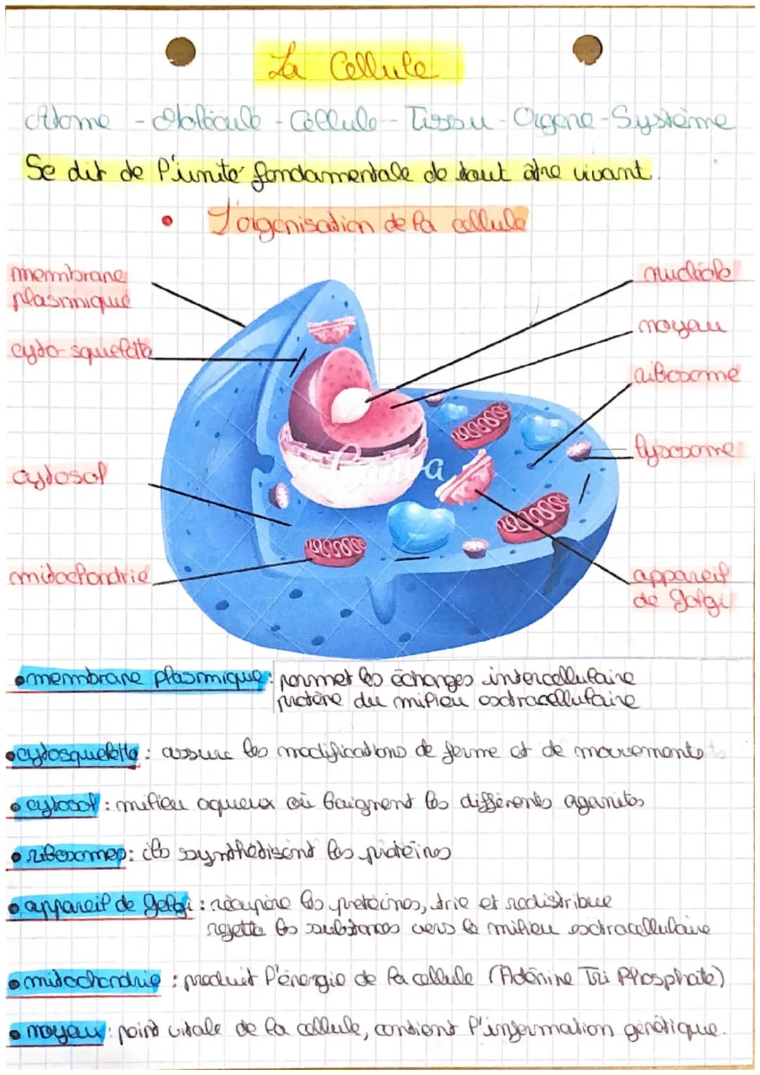 La Cellule
Home - Molecule - Cellule Tissu-Orgene-Systeme
Se dit de Piunite fondamentale de dout at'he vivant.
Tolganisation de la collule
m