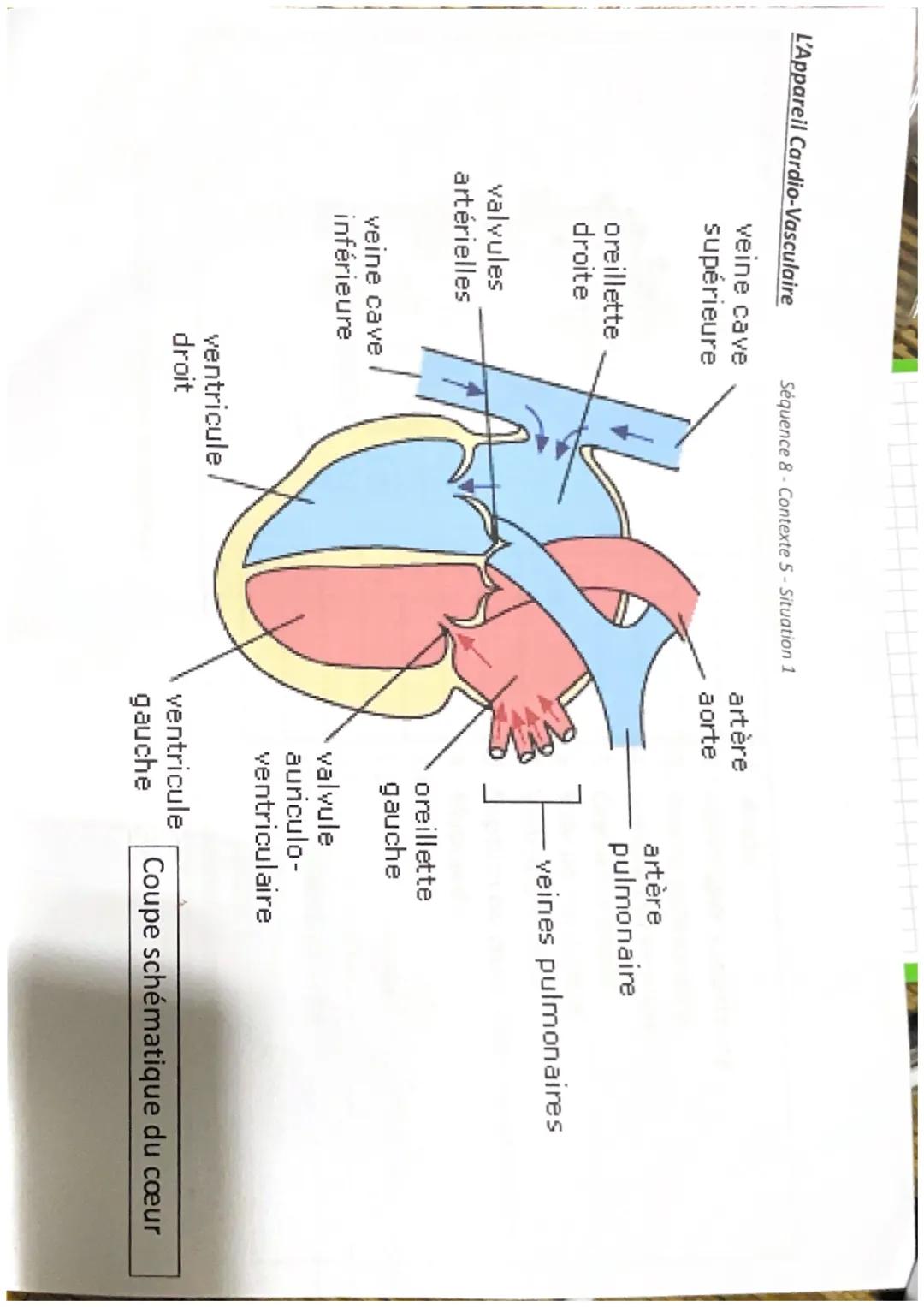 L'Appareil
cardivasculaire
Definitions:
Arteriole: Vaisseau sanguin qui
assure la liaison entre une artere
et une capillaire.
capillaire: Va