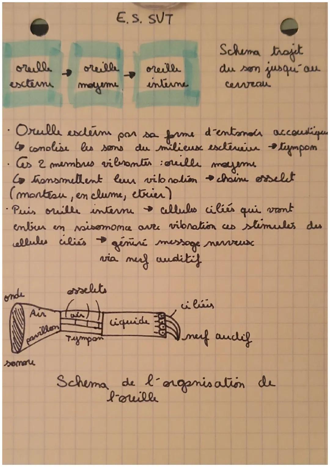 E.S. SVT

oreille
escterni

oreille
moyeme

oreille
interne
Schema trajet
du son jusqu'au
cerveau

• Orulle estem par sa forme d'entanoir ac