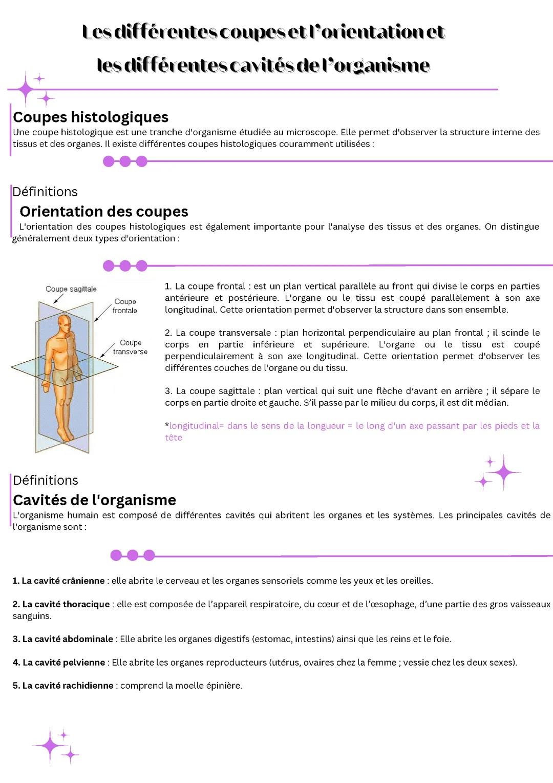 Les différentes coupes, l'orientation et les différentes cavités de l'organisme
