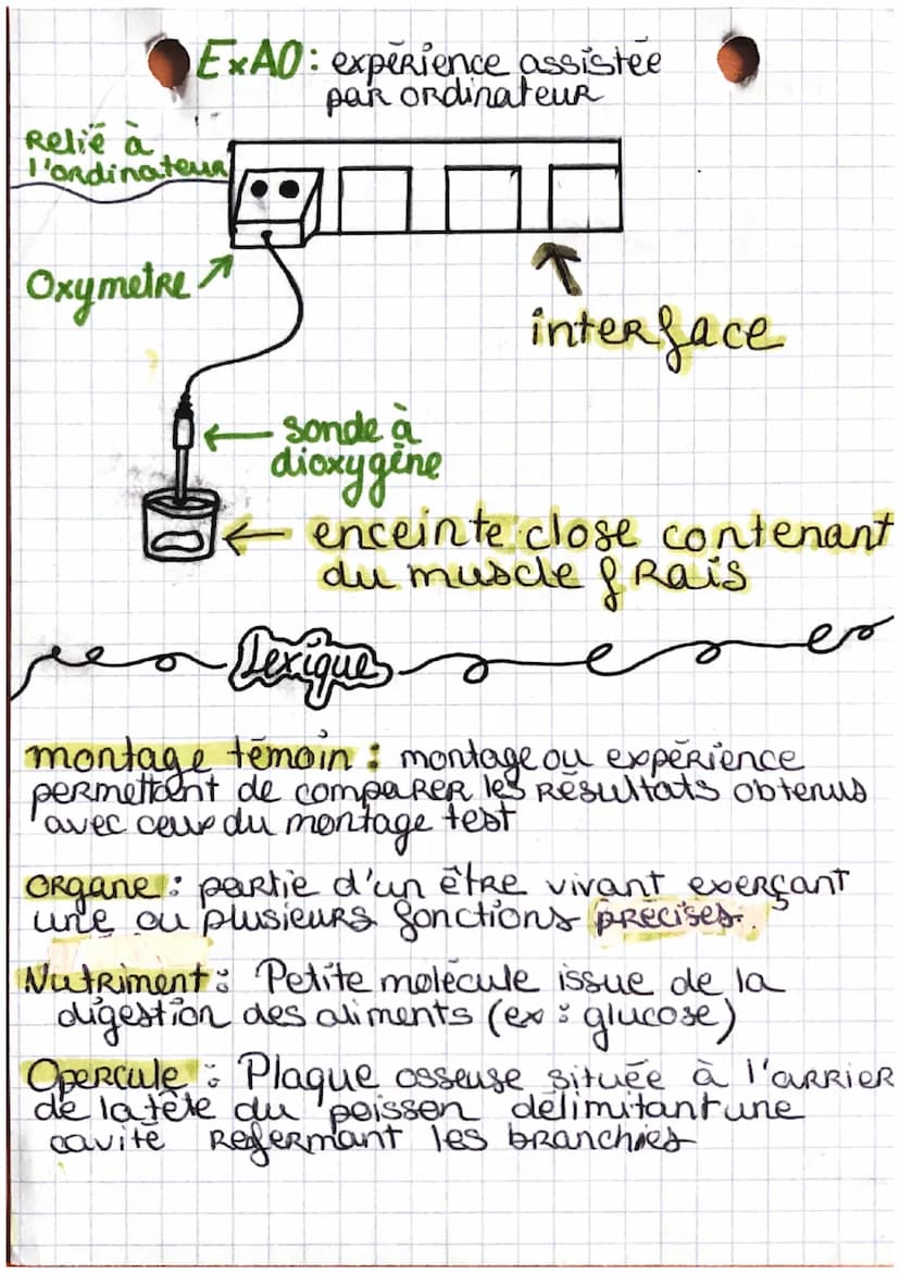 SVT
Role de la nutrition
chez les animour
60 un organisme : être vivant= un individu
40² glucose
dioxygène Co H1₂ 06
Les besoins nutritifs à