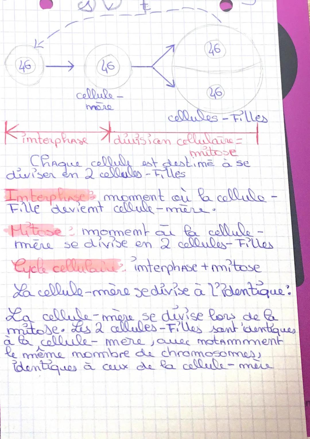 K
46
46→
46
cellule -
mare
46
cellules-Filles
Kimterphase Adursican cellulaire = |
mitose
Chaque cellule est destime à se
diviser en 2 cellu