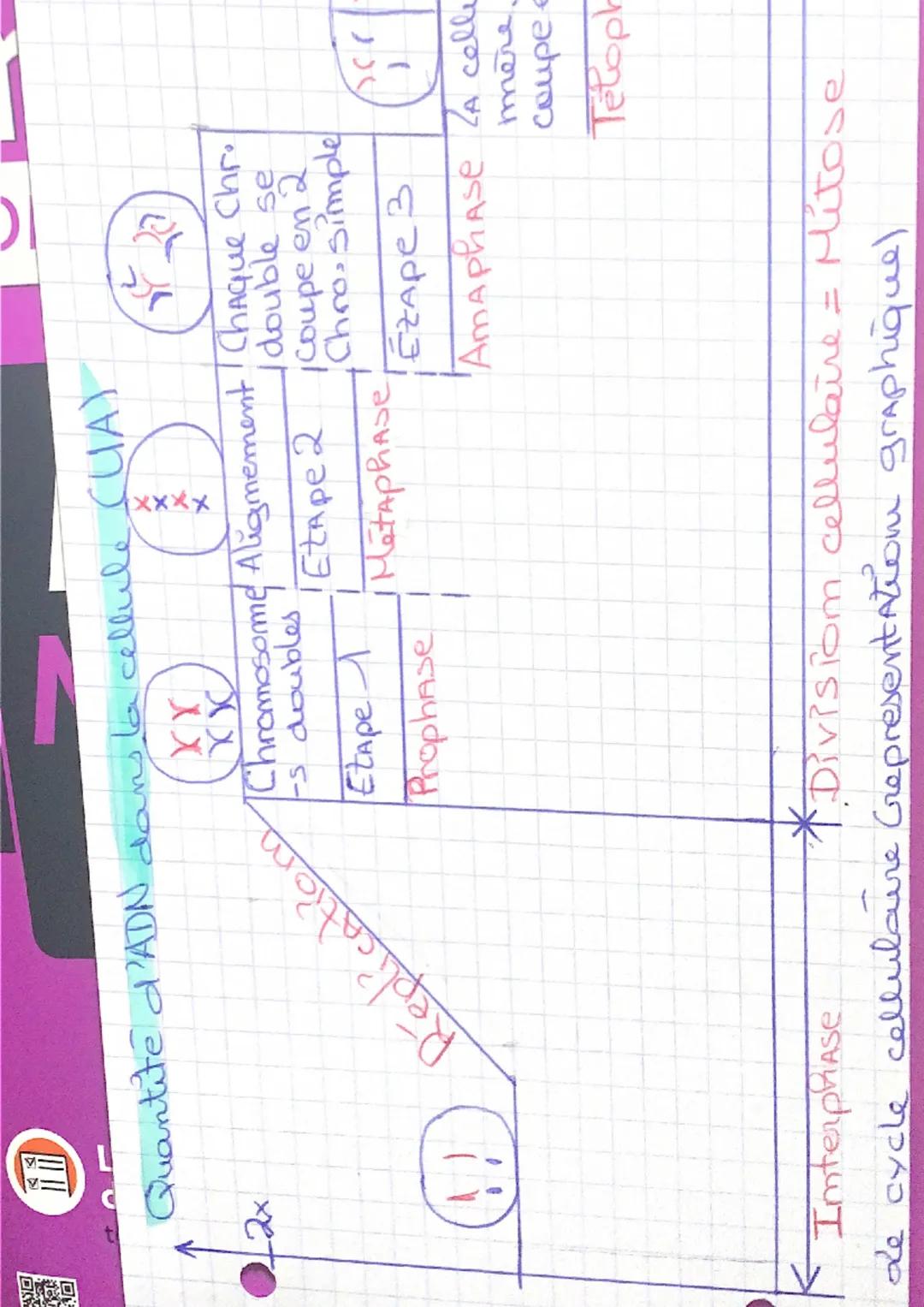 K
46
46→
46
cellule -
mare
46
cellules-Filles
Kimterphase Adursican cellulaire = |
mitose
Chaque cellule est destime à se
diviser en 2 cellu
