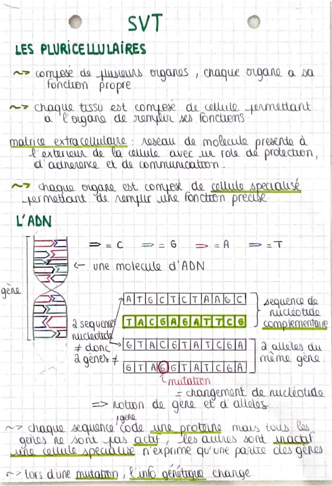 SVT
L'ORGANISATION FONCTIONNELLE DU VIVANT
BIODIVERSITÉ: diversité de type/Forme d'organisme
Vivant
~> ecosysteme: diversité des milieu de v