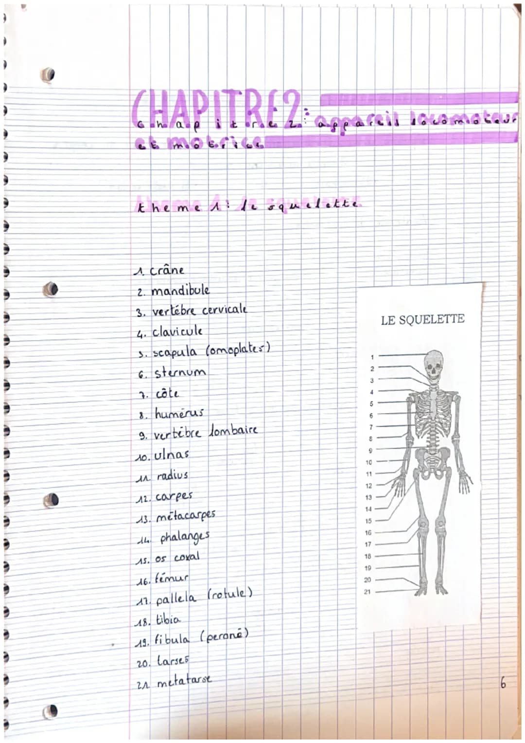 CHAPITRE 2: appareils locals
theme 1. le squelette
A crâne
2. mandibule
3. vertebre cervicale
4. clavicule
3. scapula (omoplater)
6. sternum