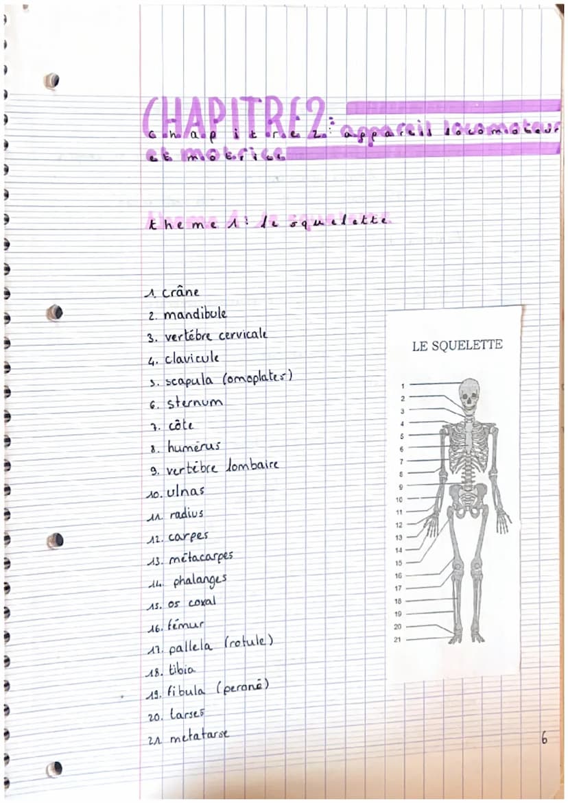 CHAPITRE 2: appareils locals
theme 1. le squelette
A crâne
2. mandibule
3. vertebre cervicale
4. clavicule
3. scapula (omoplater)
6. sternum