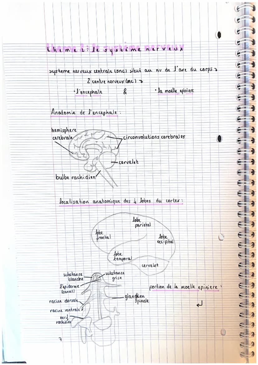 CHAPITRE 2: appareils locals
theme 1. le squelette
A crâne
2. mandibule
3. vertebre cervicale
4. clavicule
3. scapula (omoplater)
6. sternum