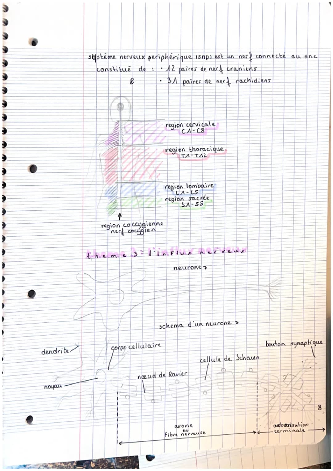 CHAPITRE 2: appareils locals
theme 1. le squelette
A crâne
2. mandibule
3. vertebre cervicale
4. clavicule
3. scapula (omoplater)
6. sternum