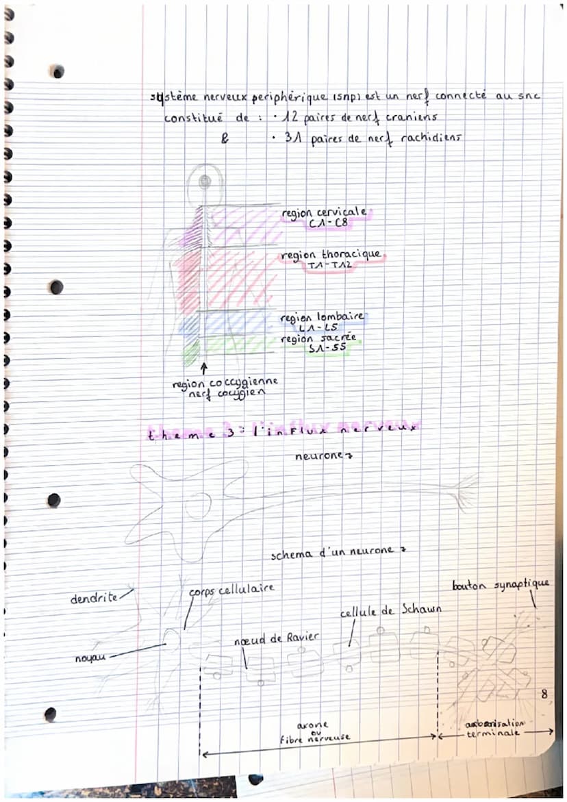 CHAPITRE 2: appareils locals
theme 1. le squelette
A crâne
2. mandibule
3. vertebre cervicale
4. clavicule
3. scapula (omoplater)
6. sternum