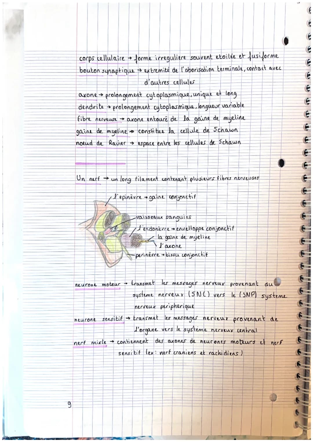 CHAPITRE 2: appareils locals
theme 1. le squelette
A crâne
2. mandibule
3. vertebre cervicale
4. clavicule
3. scapula (omoplater)
6. sternum