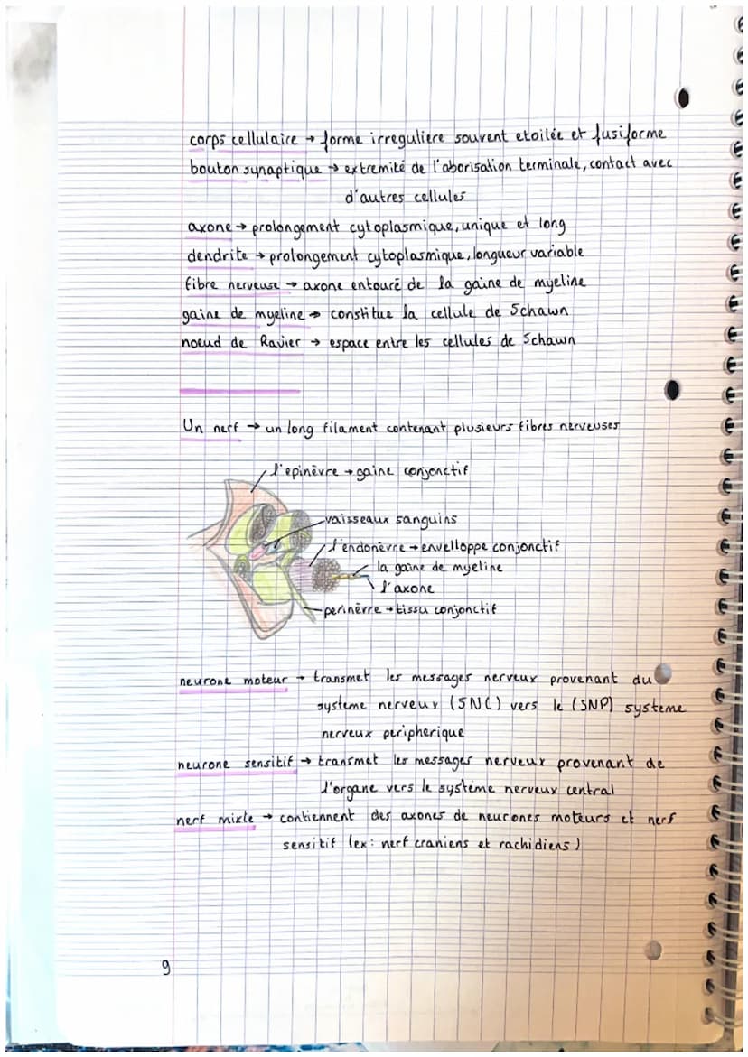 CHAPITRE 2: appareils locals
theme 1. le squelette
A crâne
2. mandibule
3. vertebre cervicale
4. clavicule
3. scapula (omoplater)
6. sternum