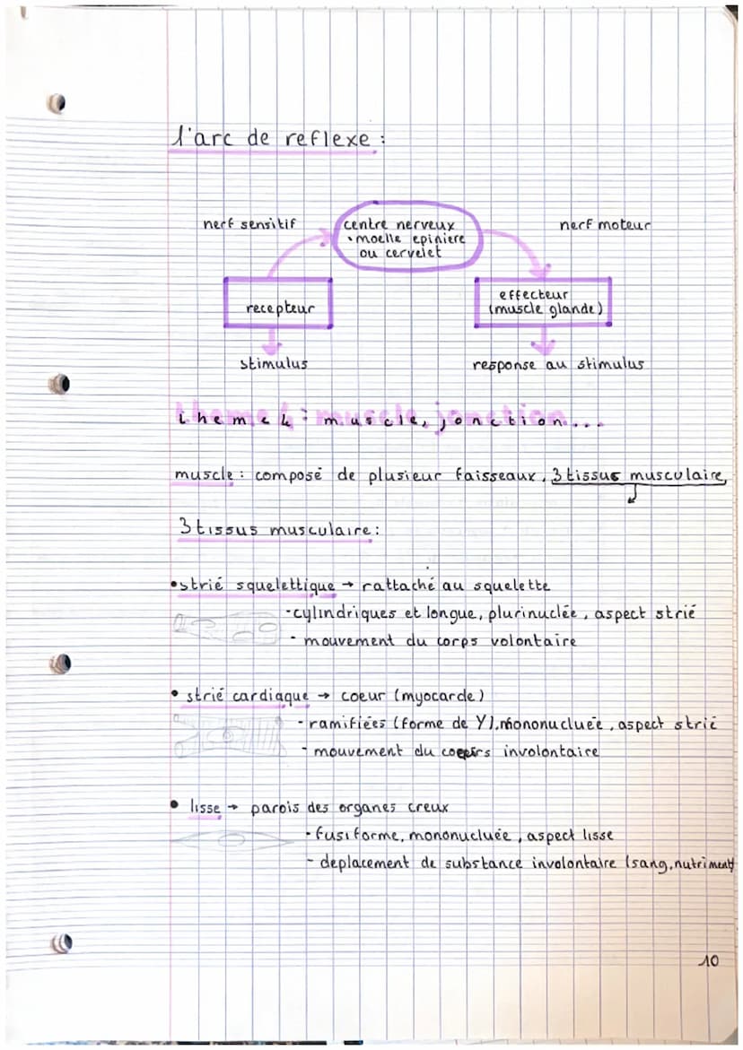 CHAPITRE 2: appareils locals
theme 1. le squelette
A crâne
2. mandibule
3. vertebre cervicale
4. clavicule
3. scapula (omoplater)
6. sternum