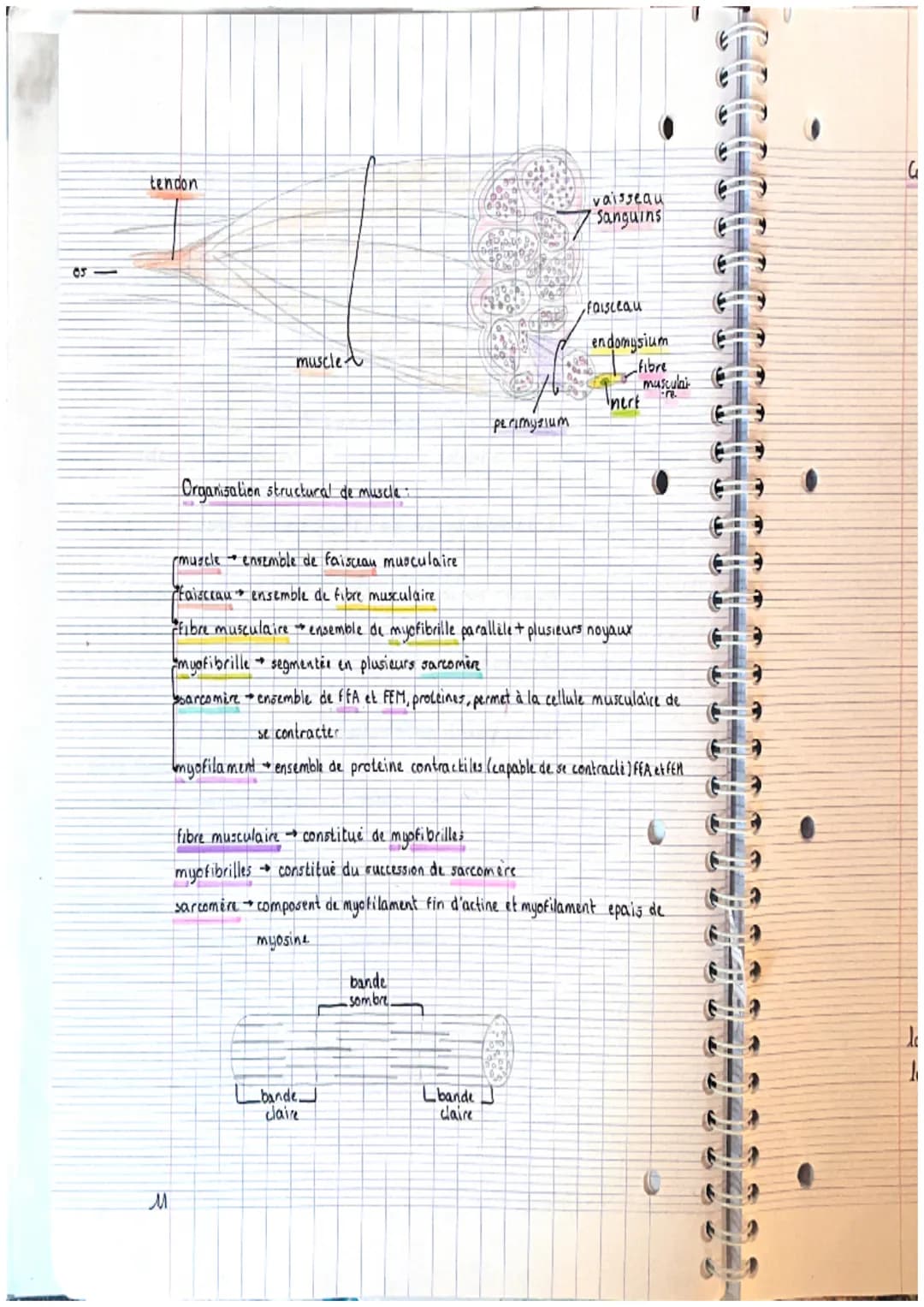 CHAPITRE 2: appareils locals
theme 1. le squelette
A crâne
2. mandibule
3. vertebre cervicale
4. clavicule
3. scapula (omoplater)
6. sternum