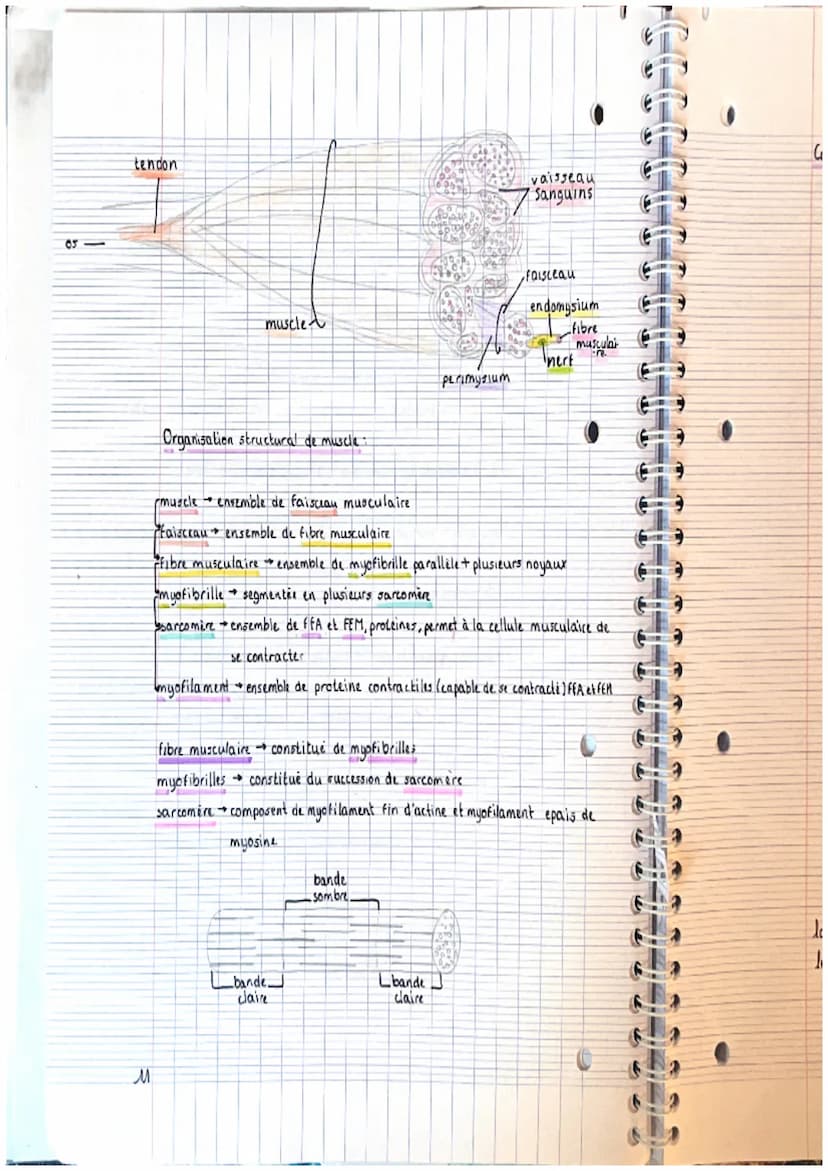 CHAPITRE 2: appareils locals
theme 1. le squelette
A crâne
2. mandibule
3. vertebre cervicale
4. clavicule
3. scapula (omoplater)
6. sternum