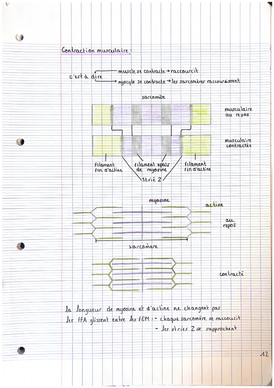 CHAPITRE 2: appareils locals
theme 1. le squelette
A crâne
2. mandibule
3. vertebre cervicale
4. clavicule
3. scapula (omoplater)
6. sternum