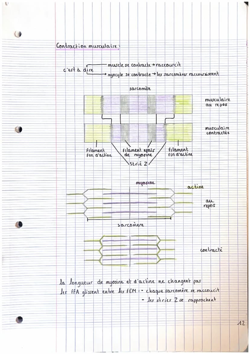 CHAPITRE 2: appareils locals
theme 1. le squelette
A crâne
2. mandibule
3. vertebre cervicale
4. clavicule
3. scapula (omoplater)
6. sternum
