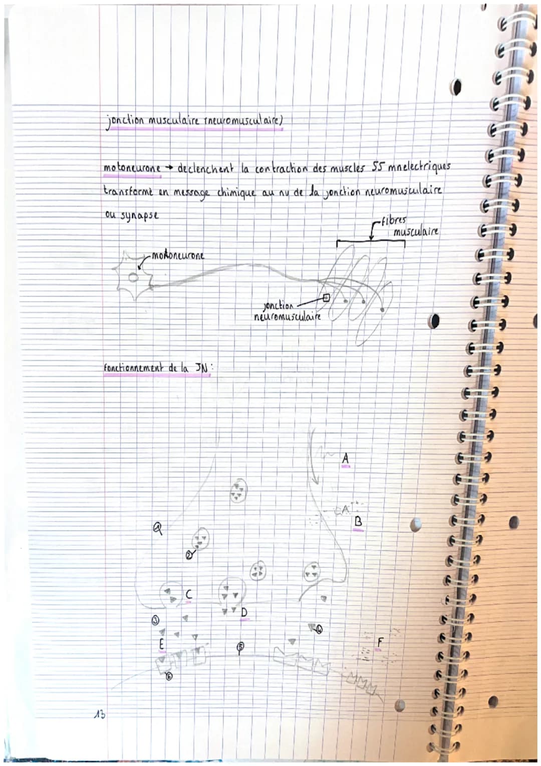 CHAPITRE 2: appareils locals
theme 1. le squelette
A crâne
2. mandibule
3. vertebre cervicale
4. clavicule
3. scapula (omoplater)
6. sternum