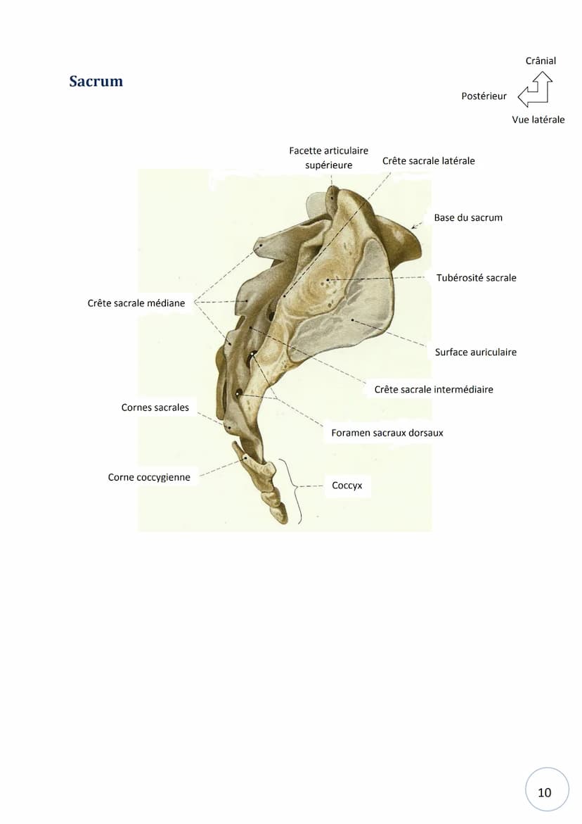 HELHa
Haute Ecole Louvain
en Hainaut
Ostéologie
NOM :
STRIMEL Aurore SCHEIRLINCKX Christine
PRENOM :
TRAVAUX
PRATIQUE
D'ANATOMIE
Groupe : Tê