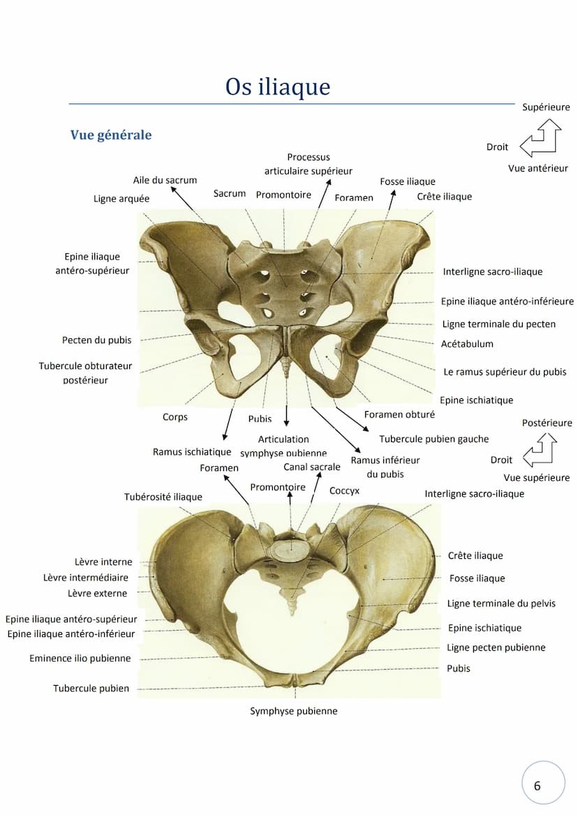 HELHa
Haute Ecole Louvain
en Hainaut
Ostéologie
NOM :
STRIMEL Aurore SCHEIRLINCKX Christine
PRENOM :
TRAVAUX
PRATIQUE
D'ANATOMIE
Groupe : Tê